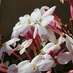 Il Bacio Del Sole 3*