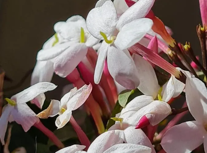 Il Bacio Del Sole 3*