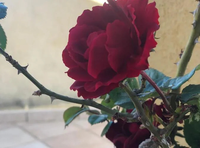 Il Bacio Del Sole 瓦尔德利切