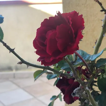 Il Bacio Del Sole Valderice