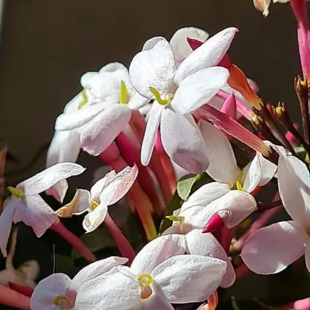 Il Bacio Del Sole Frühstückspension 3*
